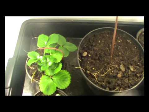 Indoor Gardening: Grow 50 Delectable Edibles In Your Home image