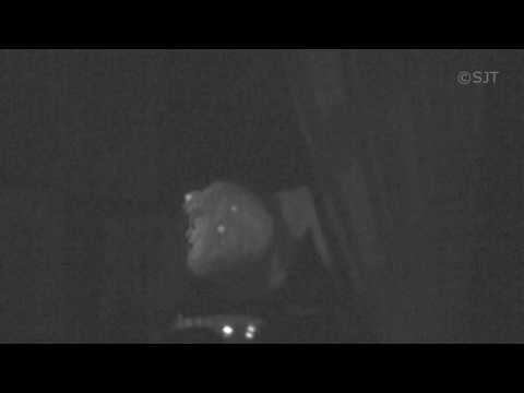 Haunted Mansion - HD w/Full Audio (at WDW)