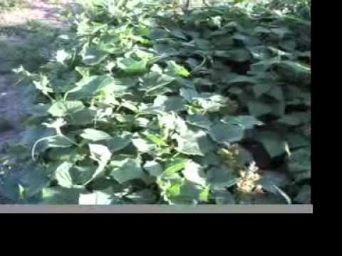 how to transplant yellow squash