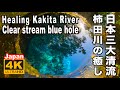 4K 神秘のブルー 柿田川 日本三大清流 Healing Clear stream blue hole Kakida River 三島観光 静岡観光 リラクゼーション 富士山の湧水 名水百選