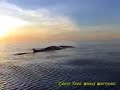 Nova Scotia Whale Watching