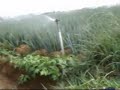 Sprinkler