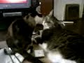 Boneless Bastes Squirrel at BlankTV HQ