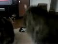 Boneless Bastes Squirrel at BlankTV HQ