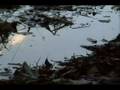 Solace in the Shadows - Pulse of the Shadowsphere