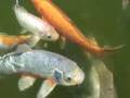 Carpe koï dans un bassin