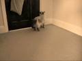 Tazzy the Cat