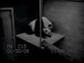 1/30/08~Bai Wakes Zhen Up & She Nurses~5.44min. 1/30/08~Bai Wakes Zhen Up & She Nurses~5.44min.
