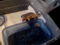 videos de zippy update