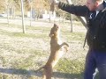 PITBULL TORITA HACIENDO PRESA...(parte 1)