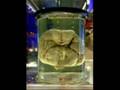 videos de Endless Journey to the Unknown and Paranormal