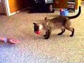 Cat does backflips!!