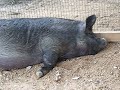 Piggy at Zoo