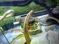 videos de jarjar eating another locust !!!