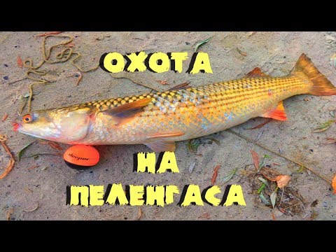 рыбалка в ростове на дону сегодня 2017 рыбалка в ростове на дону сегодня 2017