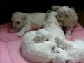 bichons at 3 weeks 2008