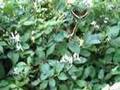 Butterfly Courtship