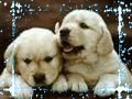 Very Cute Puppies!