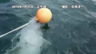 ベルーガの新しい映像が届きました