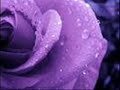 The Feeling-Rosé The Feeling-Rosé