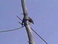 coati tight rope walk