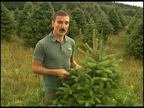 how to fertilize christmas trees