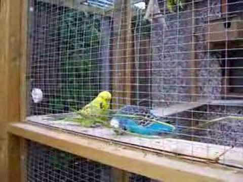 Liz's budgies