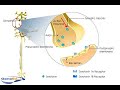 Serotonin Autoreceptors
