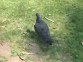 Pidgeon Chase ONE