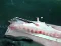 how to fillet hake