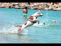 This video shows the incredible muscle mass, strength, and jumping/pulling abilities of the American Pit Bull Terrier.

*Disclaimer: I do not own any of these pictures, nor the music. It is for entertainment purposes only and I do not intend to steal it.*