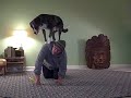 Cool Dog Trick - Backstall All Fours