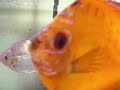 Amason Leaffish Amason Leaffish