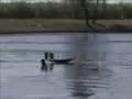 videos de rc airboat race gasser