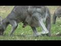 videos de Australian Wildlife: Joey in Pouch