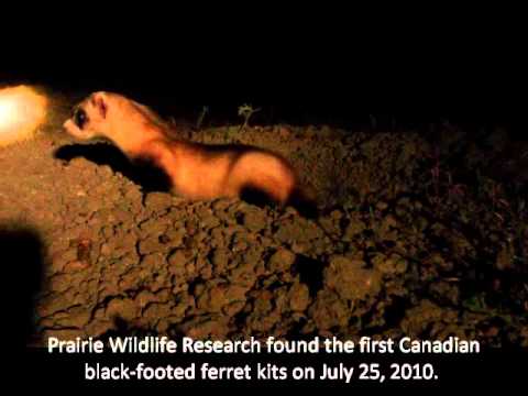 Black-Footed Ferret Kits / Grasslands National Park, Canada