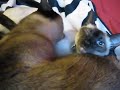 Siamese Lovin'