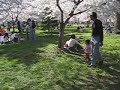 National Cherry Blossom Festival 2005