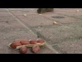 More Adventures of Alvin - Peanut Stealing Chipmunk