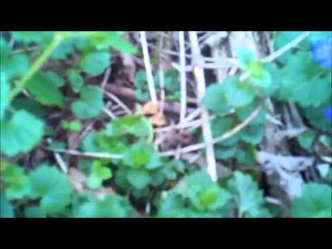 how to transplant ground ivy