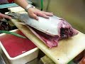 FISH kihada maguro 11,7KG sushi? tuna?part 1 FISH kihada maguro 11,7KG sushi? tuna?part 1