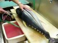 FISH kihada maguro 11,7KG sushi tuna part 1