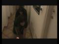 wally's angels VIDEO PC.wmv