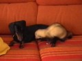 dog and ferret play together    perro y huron juegan juntos