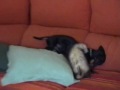 dog and ferret play together    perro y huron juegan juntos