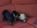 dog and ferret play together    perro y huron juegan juntos