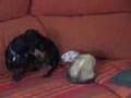 Dog and ferret Play together -  Perro y huron juegan juntos