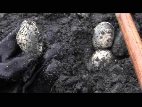 how to harvest clams