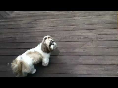 how to cure shih tzu fever