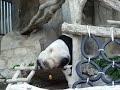 Poo Poo Panda
